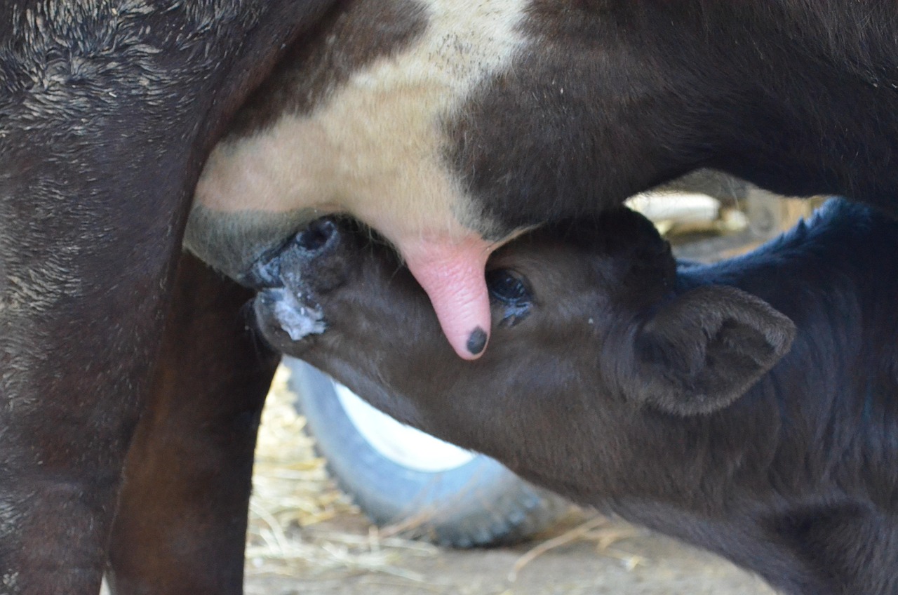Zabiegi chirurgiczne bydła