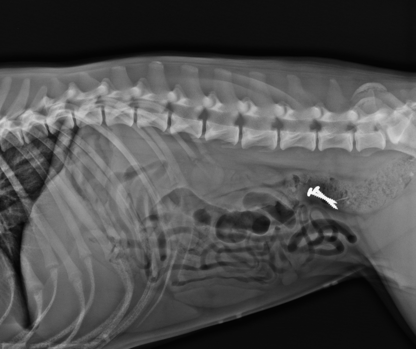 parazytologia zwierząt